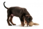 Preview: Hunter Hundespielzeug Huggly Hippo