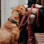 Preview: Hunter Training leash Malia   wine red/dark brown