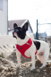 Preview: Petlando Mesh Vest grün
