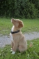 Preview: Petlando Mesh Halsband petrol