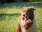 Preview: Treusinn Hundehalstuch Bandana Edinburgh (Schottenkaro)