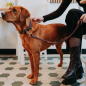 Preview: Hunter Verstellbare Führleine Malia brombeer/dunkelbrown