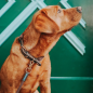 Preview: Hunter Collar Malia dove chocolate/darkbrown