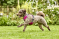 Preview: Wolters Active Pro Comfort Geschirr magenta/anthrazit