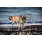 Preview: Orbiloc Dual dog lamp | pink