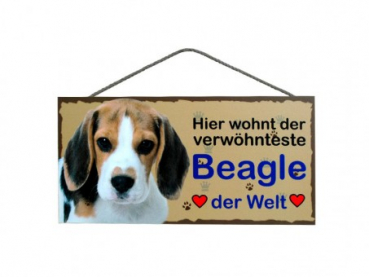 Hundeschild Beagle