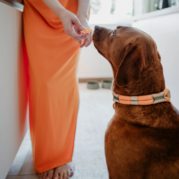 Hunter Halsband Malia apricot/nature