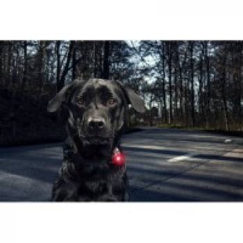 Orbiloc Dual dog lamp | yellow