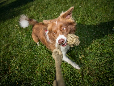 Treusinn tug-rope ball