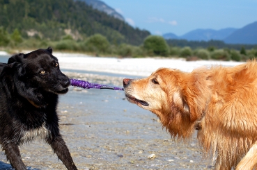 Treusinn Hundespielzeug Spiely uni pink