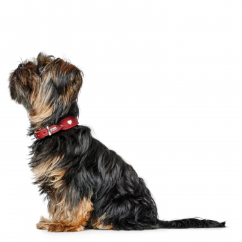 Hunter Collar Love