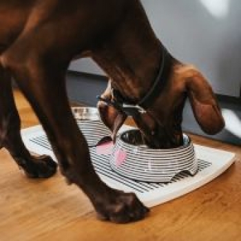 Melamine feeding bowl Biri black/white