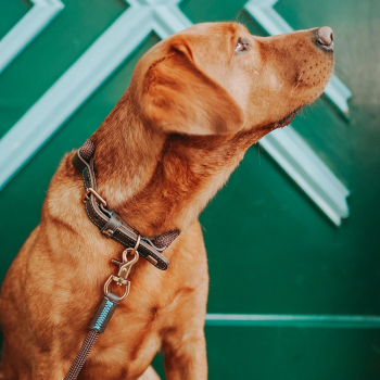 Hunter Collar Malia dove chocolate/darkbrown