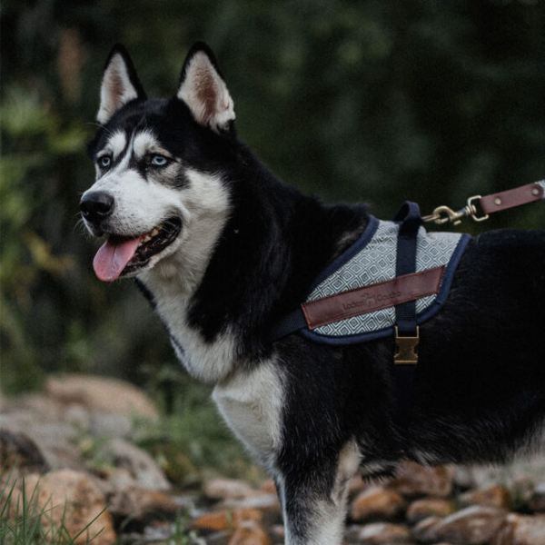 Ladran Gaucho Harness Dalton L