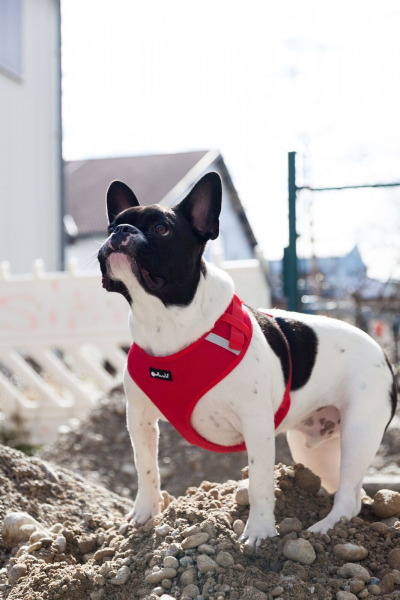 Petlando mesh vest fuchsia