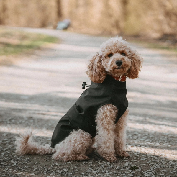 Hunter Hunde-Regenmantel Milford schwarz