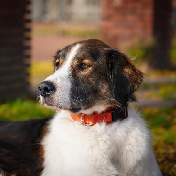 Anny-X Halsband Fun Ahorn