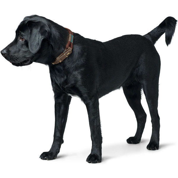 Hunter Collar Malia dove chocolate/darkbrown