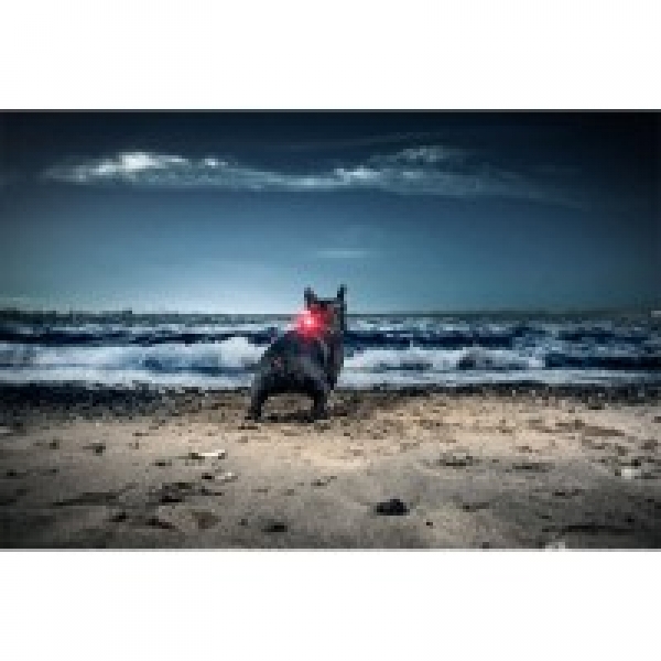 Orbiloc Dual dog lamp | pink