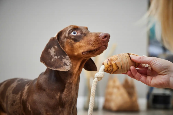 Wolters Olivi Tau Spiezeug Rugby 36 cm