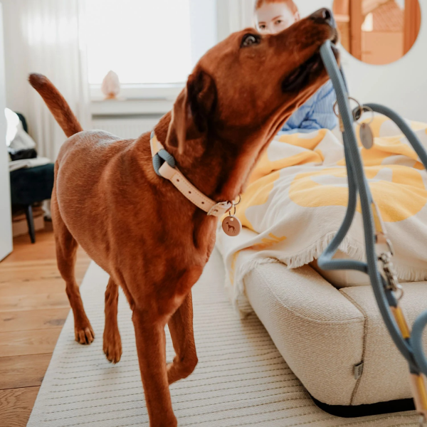 Hunter Training leash Malia   dove blue/nature