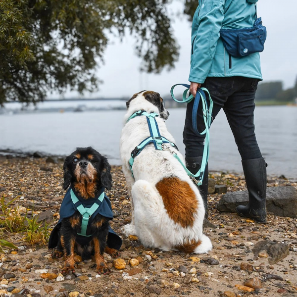 Anny-X  Führleine Bolt Fun Ozean
