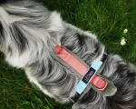 Dogfellow Brustgeschirr Happy Pride Collection pastell