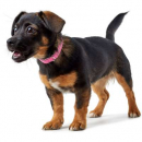 Hunter Halsband Modern Art Luxus pink/weiß