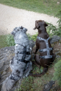 Petlando safety harness anthrazit