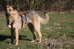 Harness Safety orange / brown